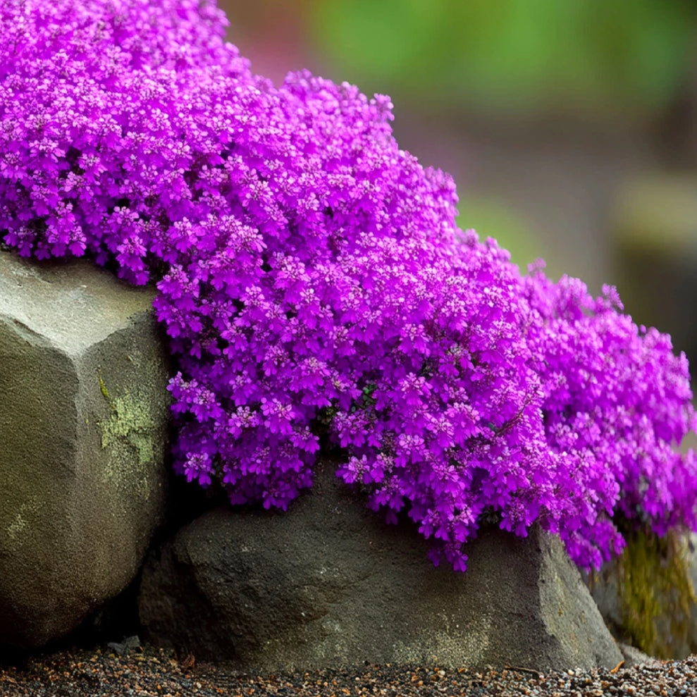TRAILING THYME - PURPLE CREEPING - 2000 SEEDS - Thymus Serpyllum - FLOWER HERB
