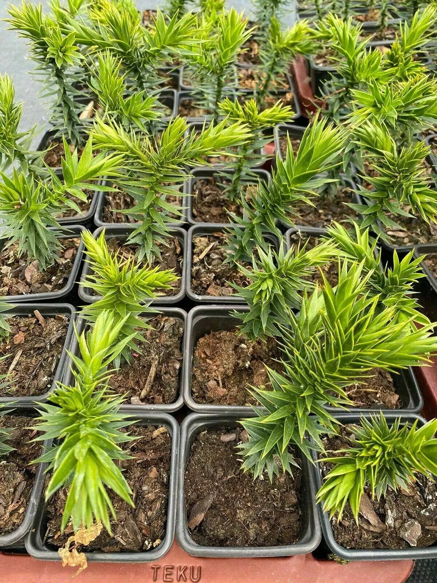 MONKEY PUZZLE TREE 3 YEARS OLD TREE IN A 1L POT