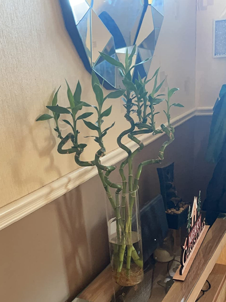 50cm Lucky Bamboo - 3 Spiral Stems - Indoor Plant Garden Windowsill Bowl