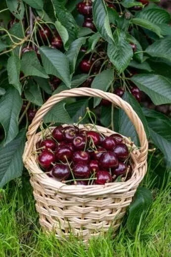 Cherry Tree - Prunus avium 'Regina' - Patio Fruit Tree 2-3ft in 5 Litre Pot