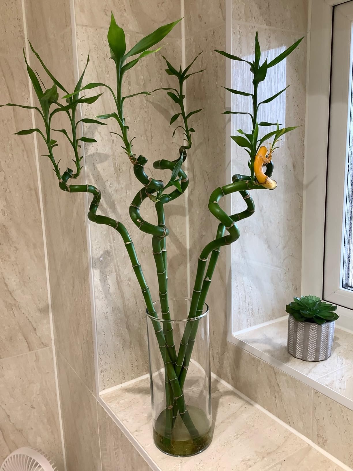 50cm Lucky Bamboo - 5 Spiral Stems - Indoor Plant Garden Windowsill Bowl