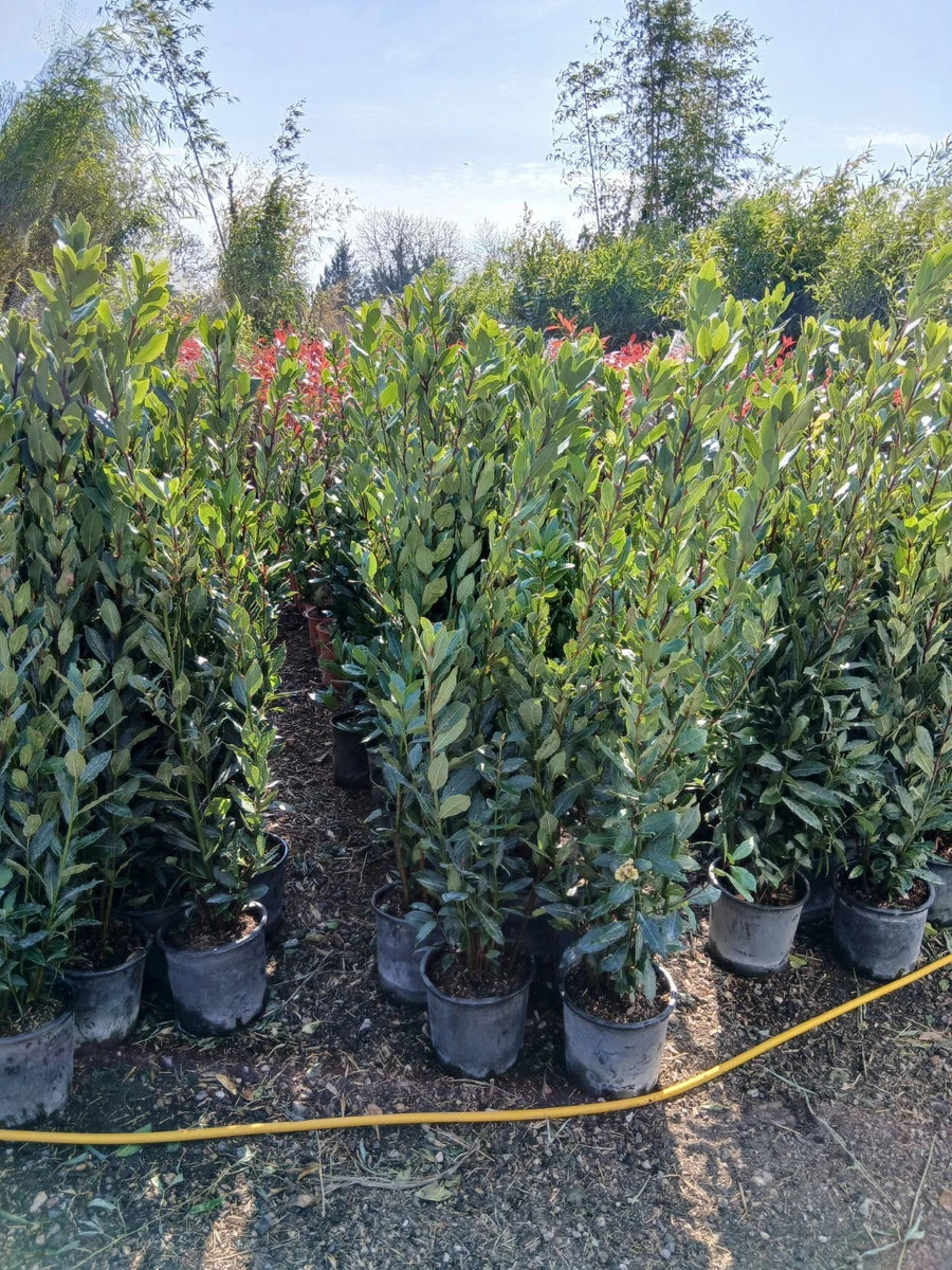 Bay tree 'Laurus nobilis' Cooking 140cm+/- Amazing Quality Hedging/Patio Plant
