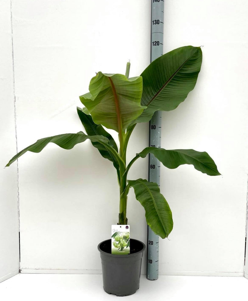 Musa Basjoo Fully Hardy Banana Fruit Tree 4ft Tall Extra Large in a 5 Litre Pot