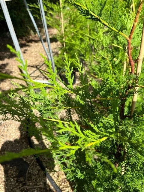 Leylandii Dark Green 170 to 180 cms, 20 x 10 ltr pots, great hedging plants