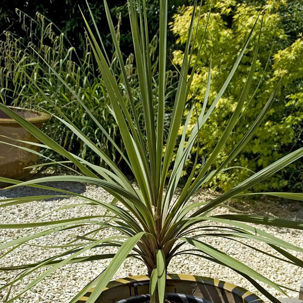 Cordyline Australis Atlantic Green - Cabbage Plant | Evergreen Outdoor Palm 9cm
