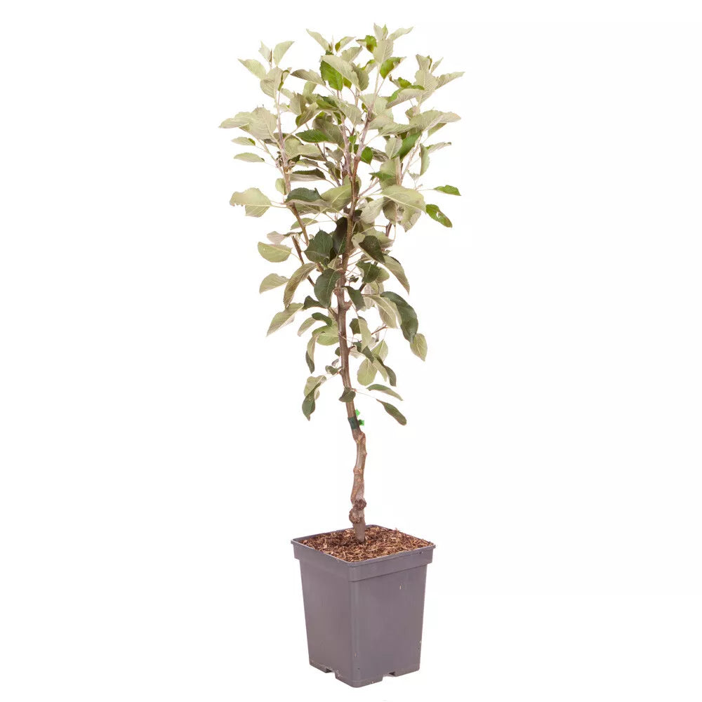 Braeburn Apple Fruit Tree in a 5L Pot Dwarf Rootstock for Patios and Pots