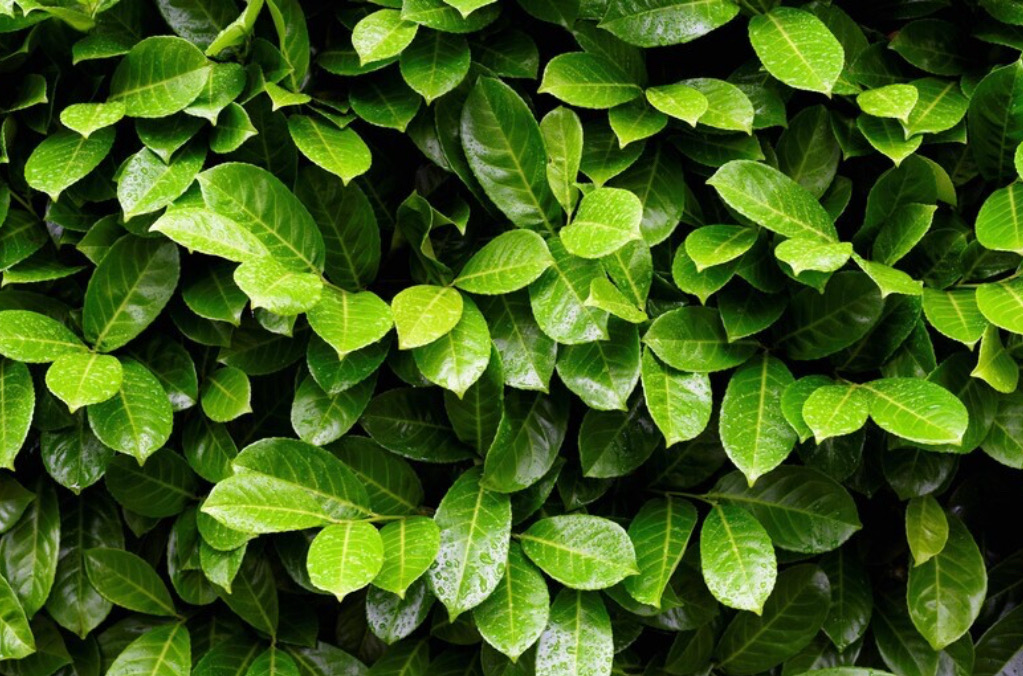 XL Cherry Laurel 150-180cm Planted height (approx 5-6ft) 30L