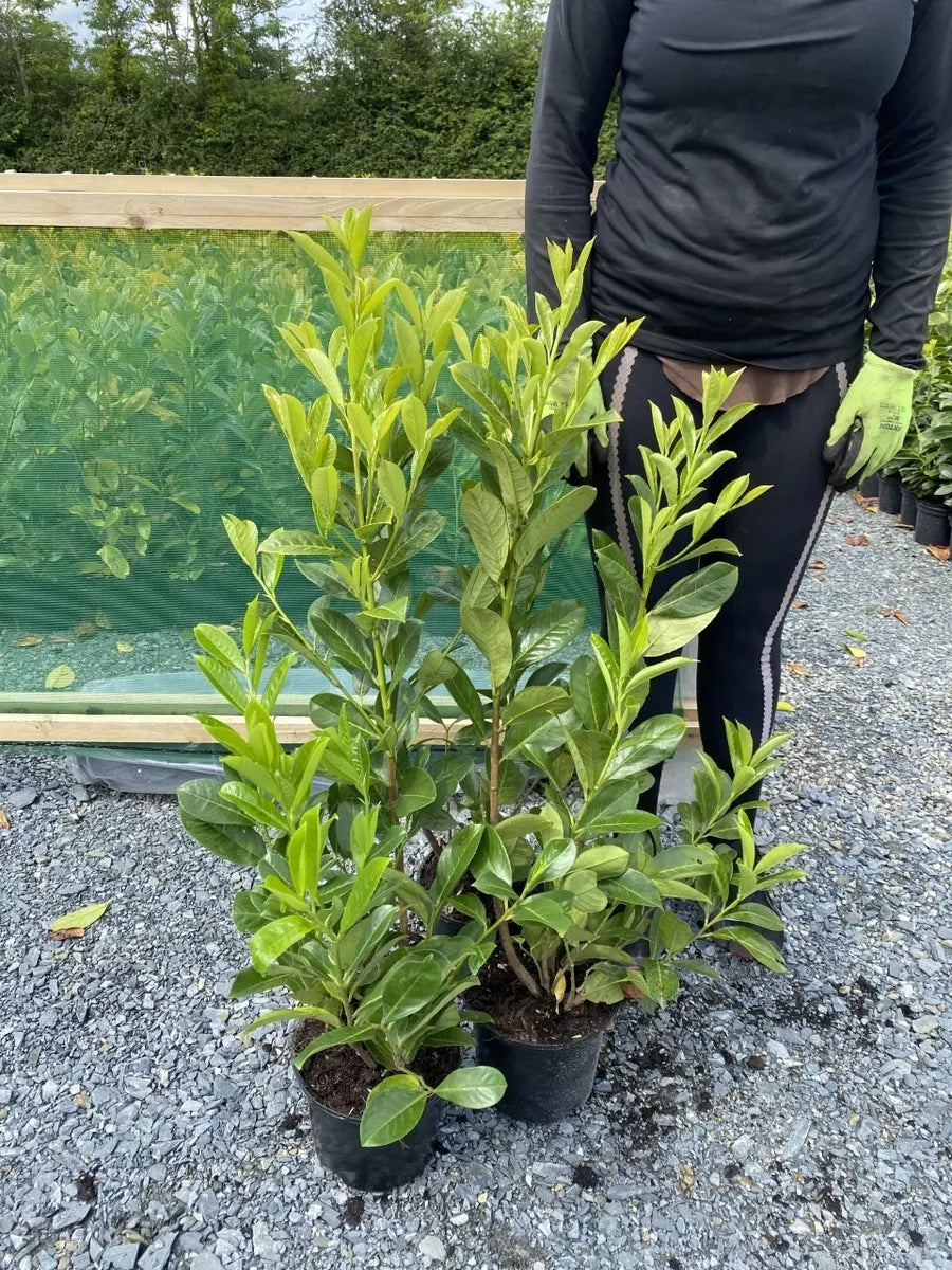 10 Cherry Laurel Hedging Evergreen Plants Fast Growth 2.5-3ft Large 3 Litre Pots