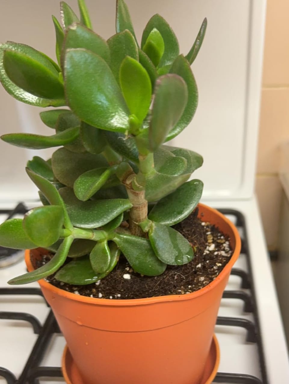 Crassula Ovata - 1 Plant - House / Office Live Indoor Pot Money Penny Tree