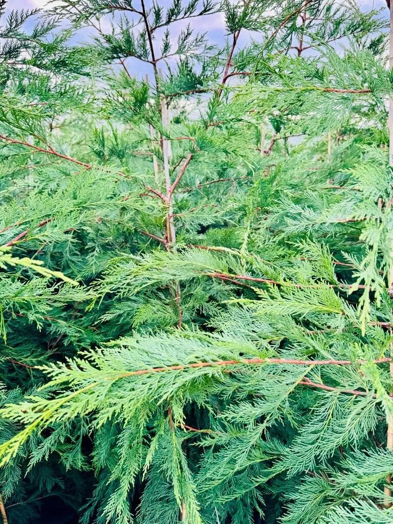 Leylandi/conifer Tree x50 5/6ft EXCELLENT QUALITY