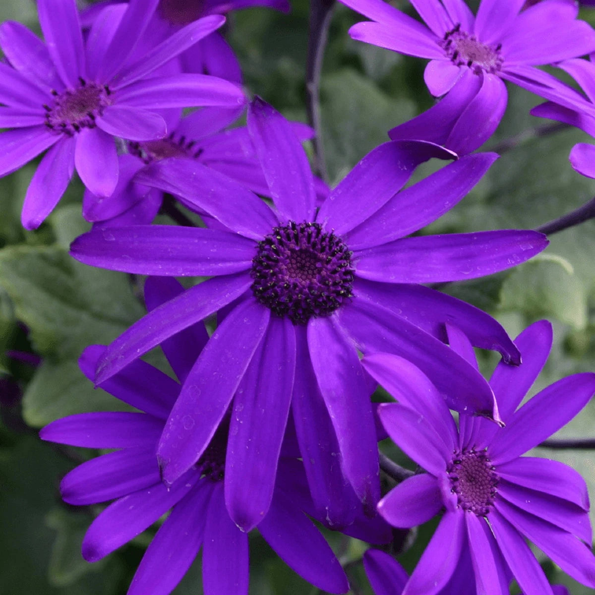 Senetti Deep Blue | Evergreen Perennial Summer Flowering Garden Plant in 2L Pot