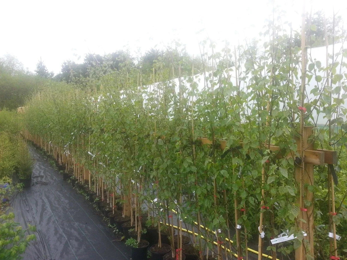1 Silver Birch Jacquemontii 5-6ft in Pot Tree Himalayan White Birch Betula 2L Pot