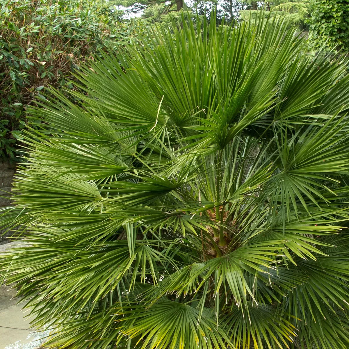Chamaerops European Fan Palm Tree Extra Large 4ft Plant in a 10 Litre Pot