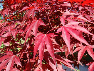 Japanese Purple Maple Tree 9cm pot, Acer Palmatum Atropurpureum Plant