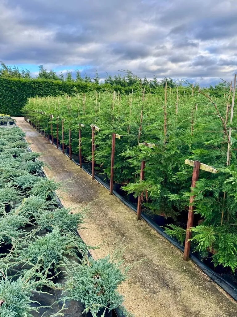Leylandi/conifer Tree x50 5/6ft EXCELLENT QUALITY