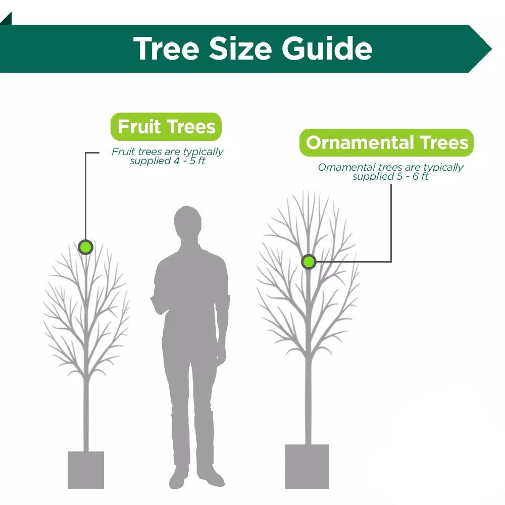 5-6ft Prunus 'Amanogawa' | Japanese Flowering Cherry | Ornamental Garden Tree 12L pot