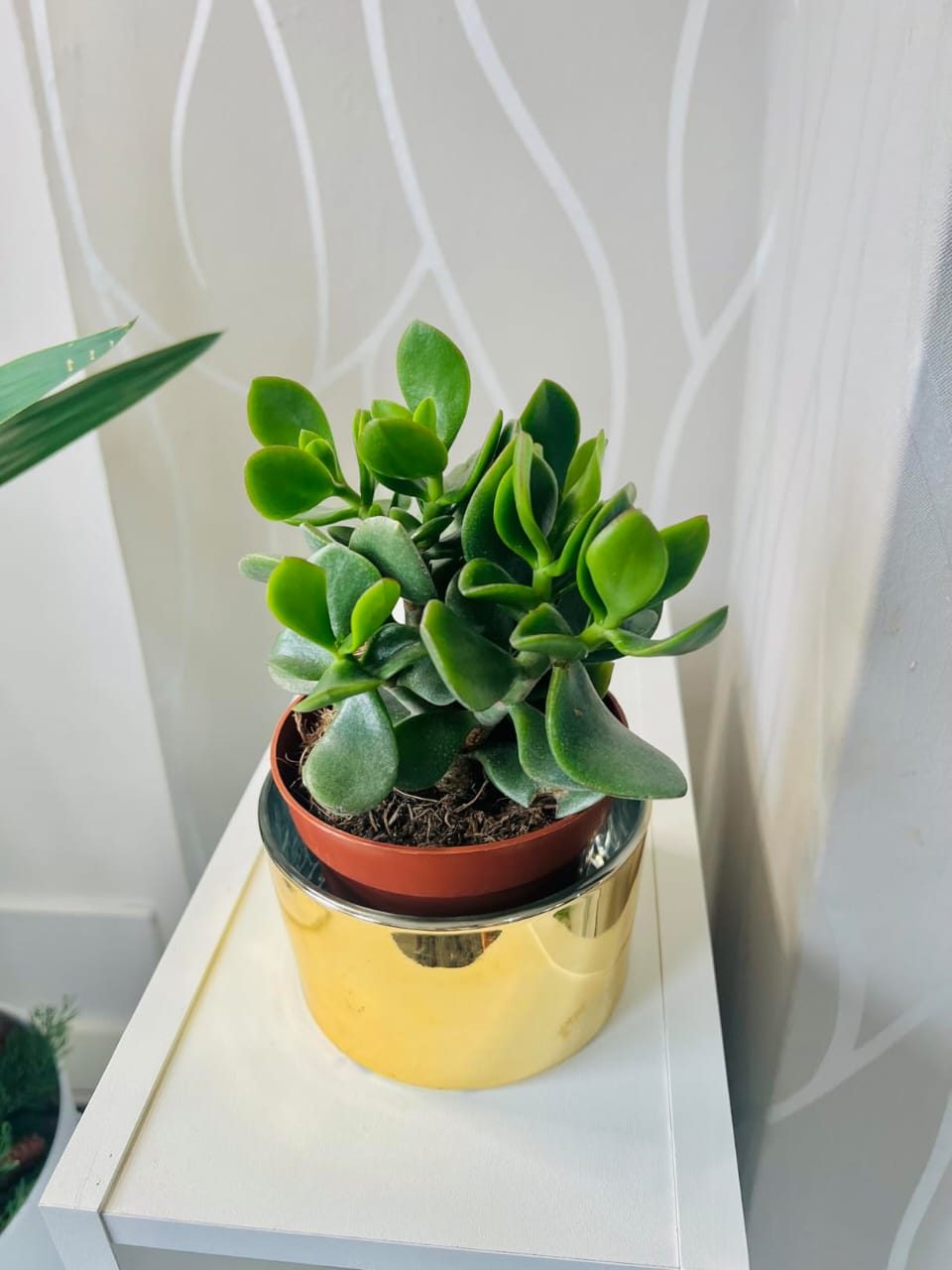 Crassula Ovata - 1 Plant - House / Office Live Indoor Pot Money Penny Tree