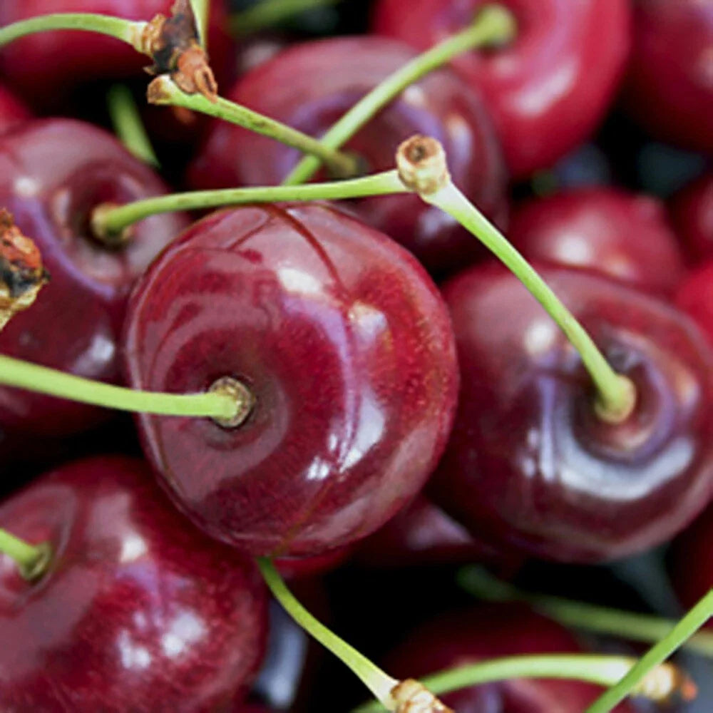 Duo Fruit Cherry Tree Two Varieties on Established Tree (5L pot)