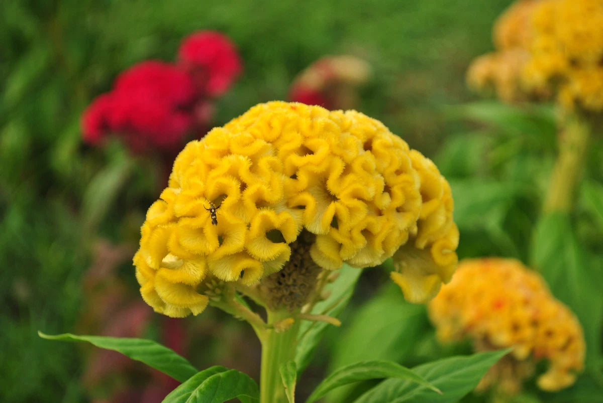COCKSCOMB TALL MIX - 1000 SEEDS - Celosia a. cristata - For The Border Flower