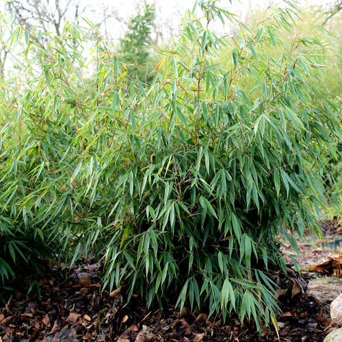 Umbrella Bamboo Fargesia Robusta Pingwu Fast Growing Screening Hedges - 14cm pot