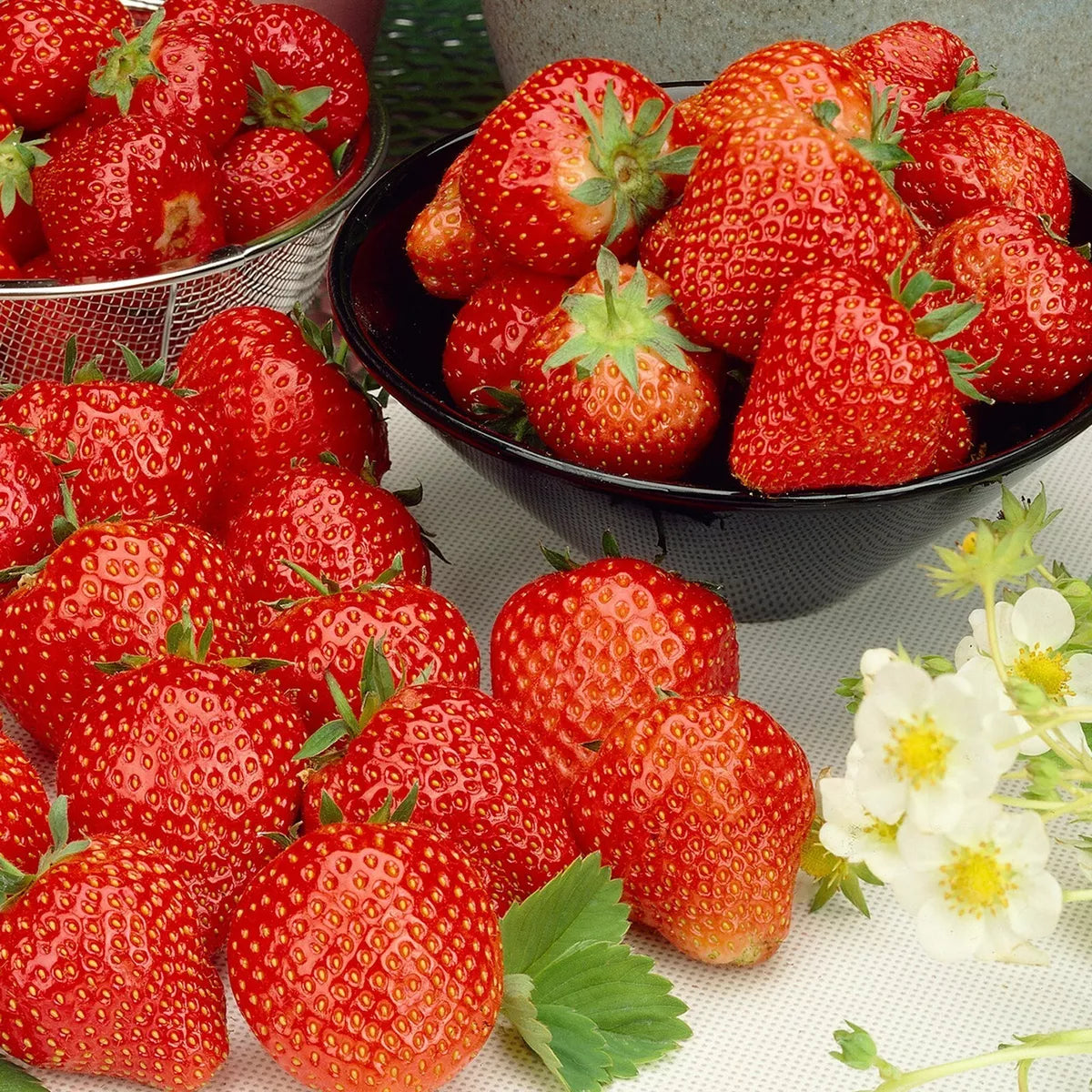 12 x Strawberry Cambridge Favourite Bare Roots - Grow Your Own Strawberries