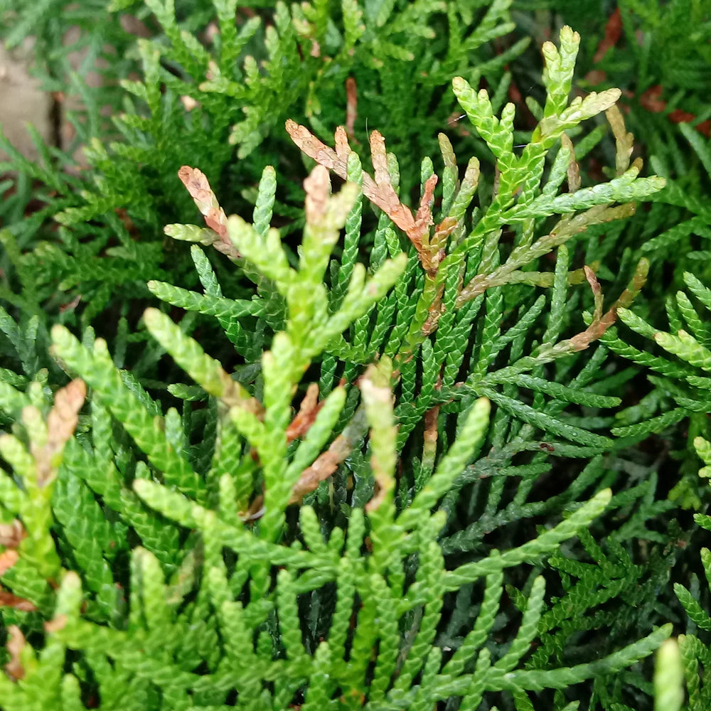 Thuja occidentalis Smaragd | Evergreen Coniferous White Cedar Hedging Plants
