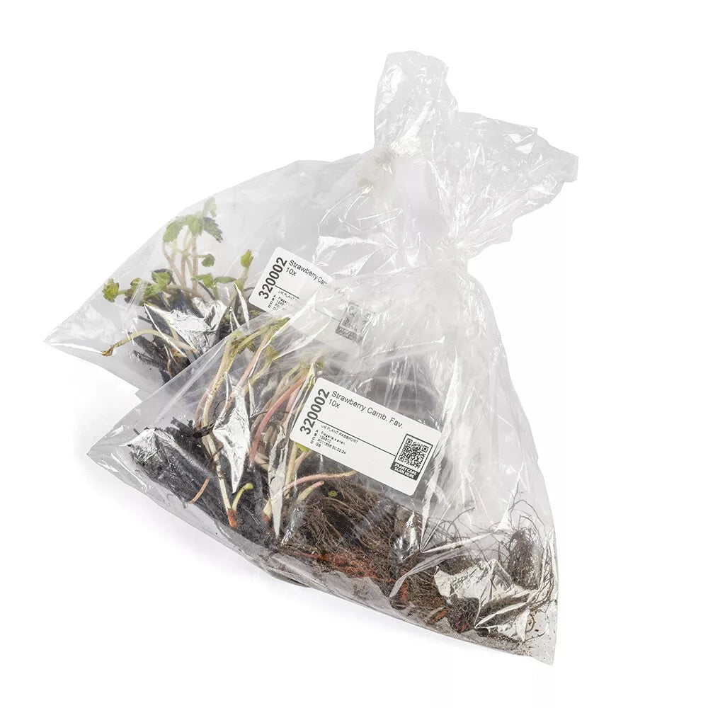 Strawberry Cambridge Favourite Fruit Bush - Pack x 20 Runners to Grow Your Own