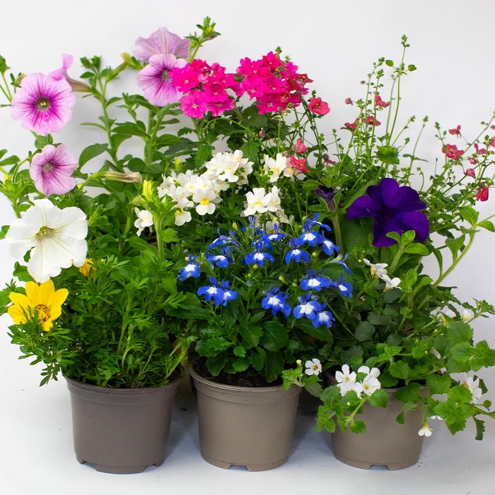 9 x Flowering Bedding Plants - Grow Your own Summer Flowering Bedding