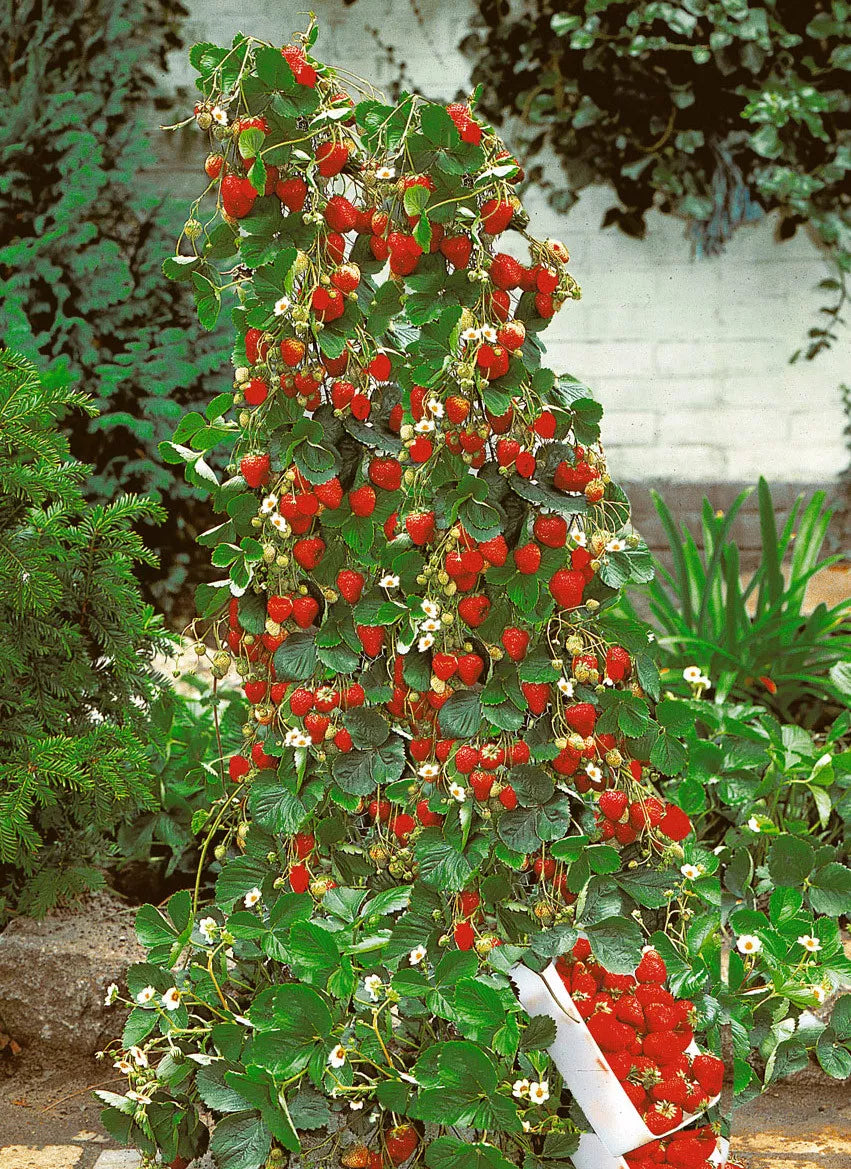 Red Climbing Strawberry Viable Seeds, Garden Pot Creeping Plant, UK Stock