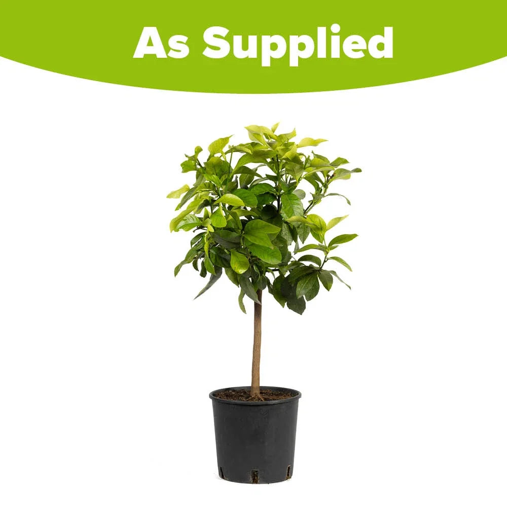 80 cm Large Fully Mature Eureka Citrus Lemon Fruit Tree Plant in 4L Pot