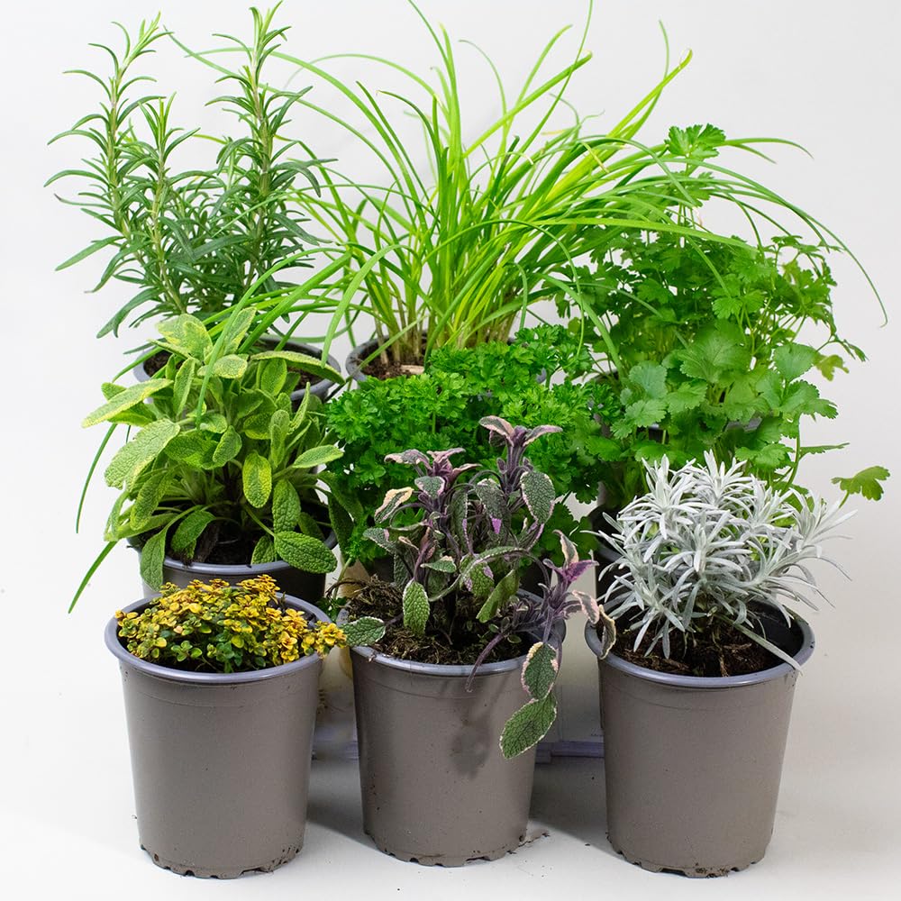 9 x Mixed Herbs - Plants Outdoor Garden Ready or Great House Plants, Create Your own herb Garden