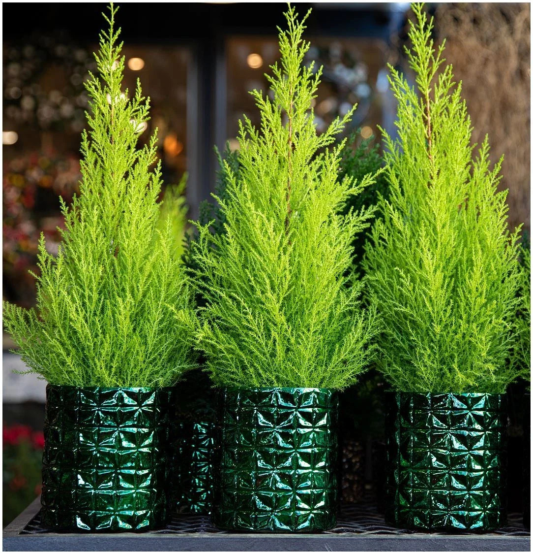 Pair Of Dwarf Conifer Cupressus 'Wilma' Goldcrest Lemon Cypress | Pot Plants