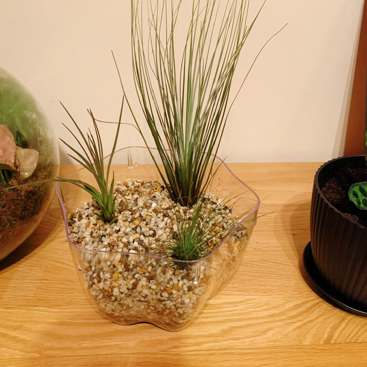 Tillandsia Mix - 5 Plants - Indoor Air Plant for House Vivarium Terrarium