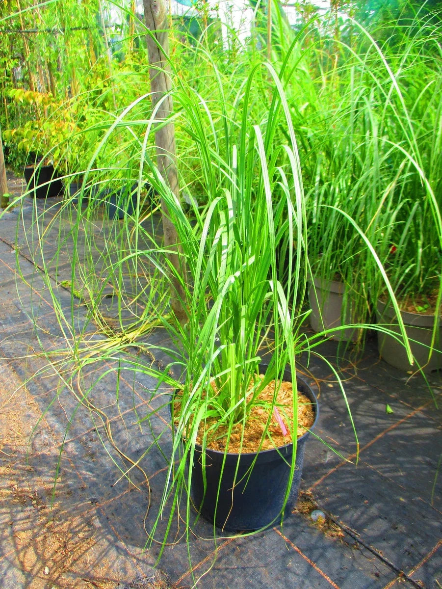 10litre size 3ft (inc. pot) PINK Pampas Grass Cortederia