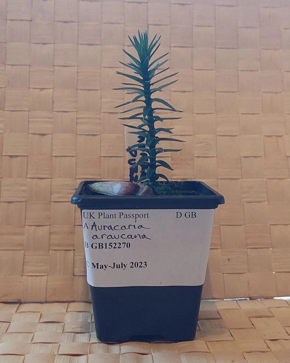 Monkey Puzzle Tree Seedlings Collection, Single Plant, 7cm pots
