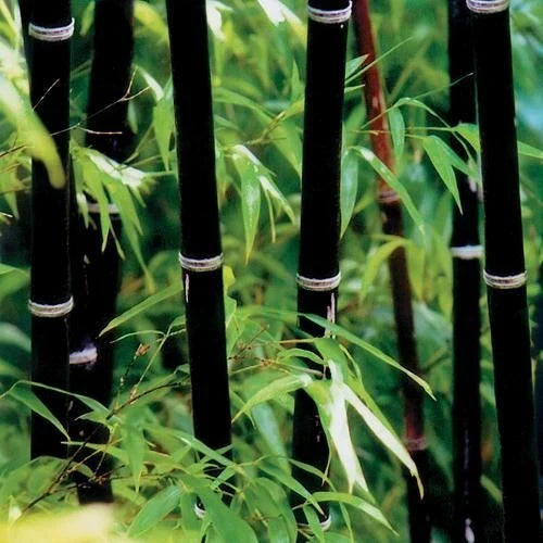 Phyllostachys Nigra Black Stem Bamboo JUMBO Clump multiple Stems 5-6ft tall