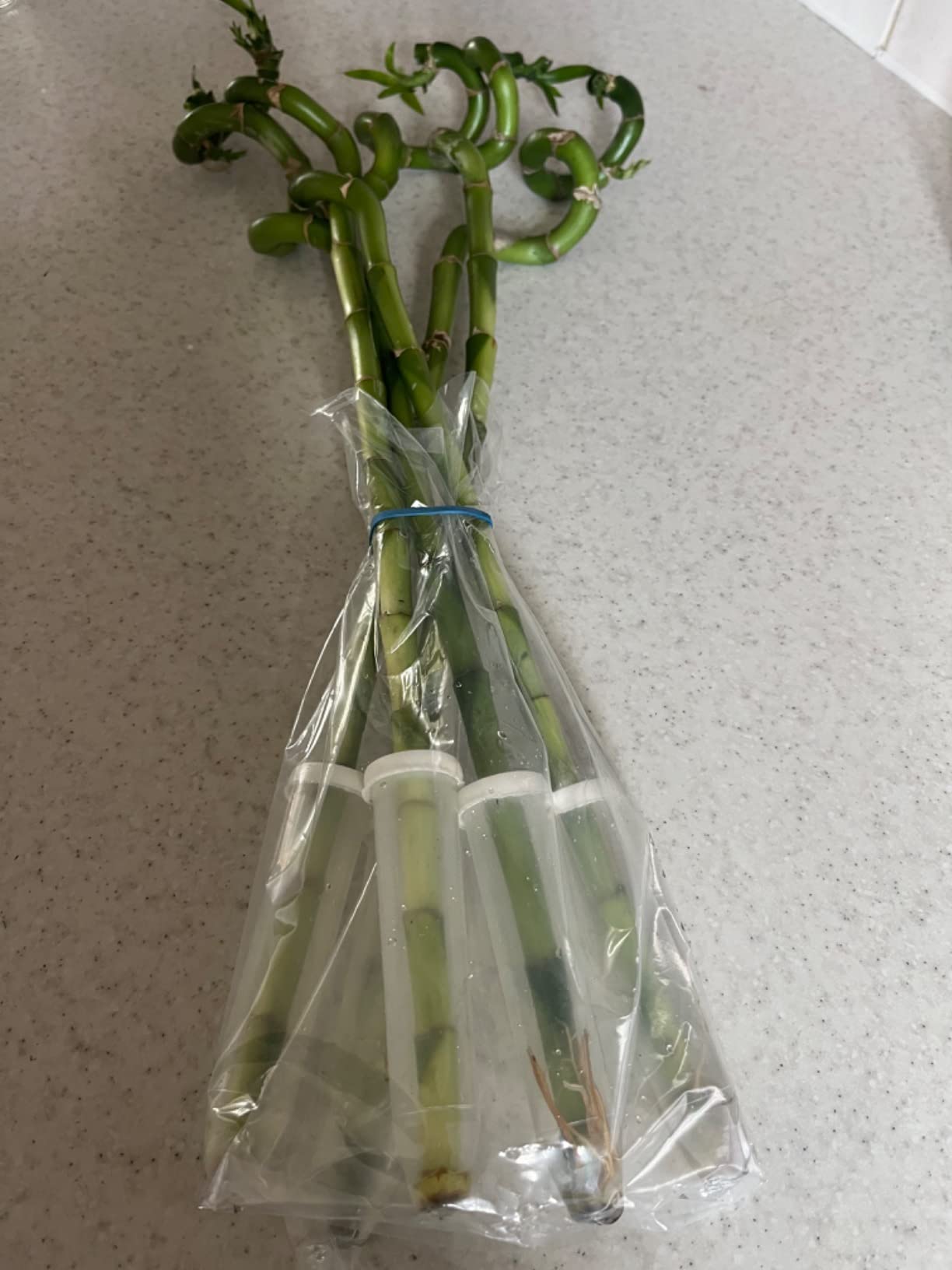 50cm Lucky Bamboo - 5 Spiral Stems - Indoor Plant Garden Windowsill Bowl