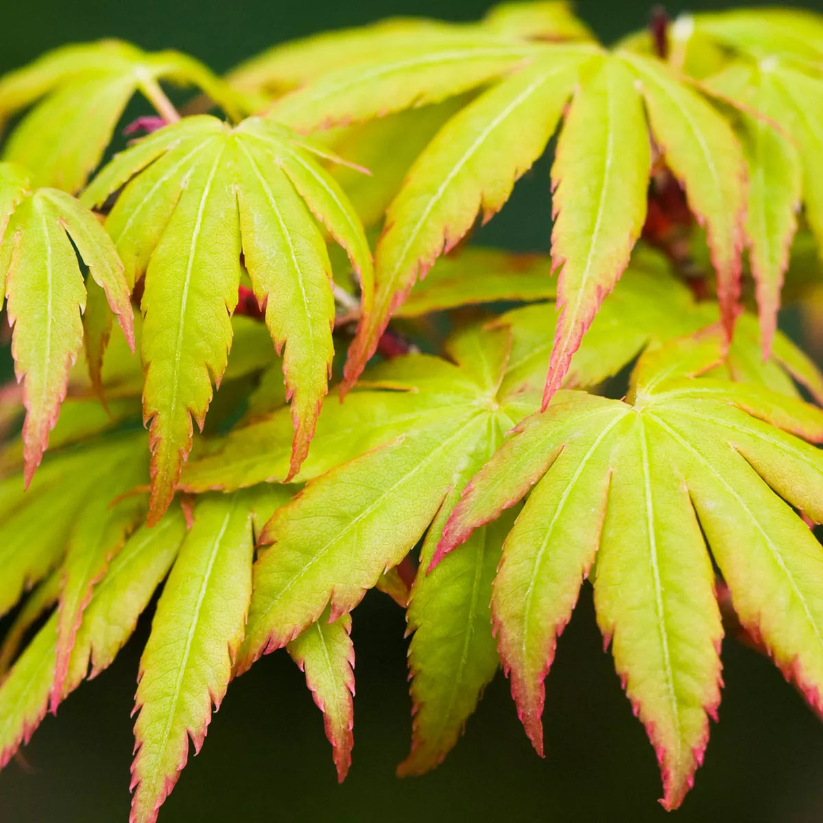 Acer palmatum 'Sango-Kaku' | Japanese Maple Deciduous Garden Plant Tree In Pot