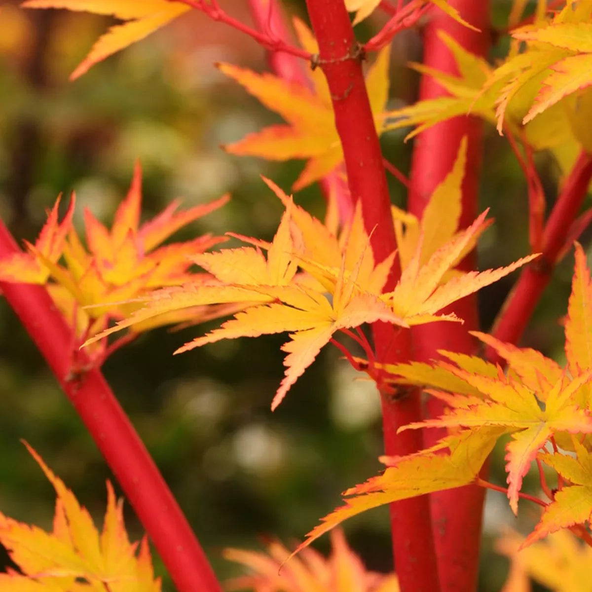 Acer palmatum 'Sango-Kaku' | Japanese Maple Deciduous Garden Plant Tree In Pot