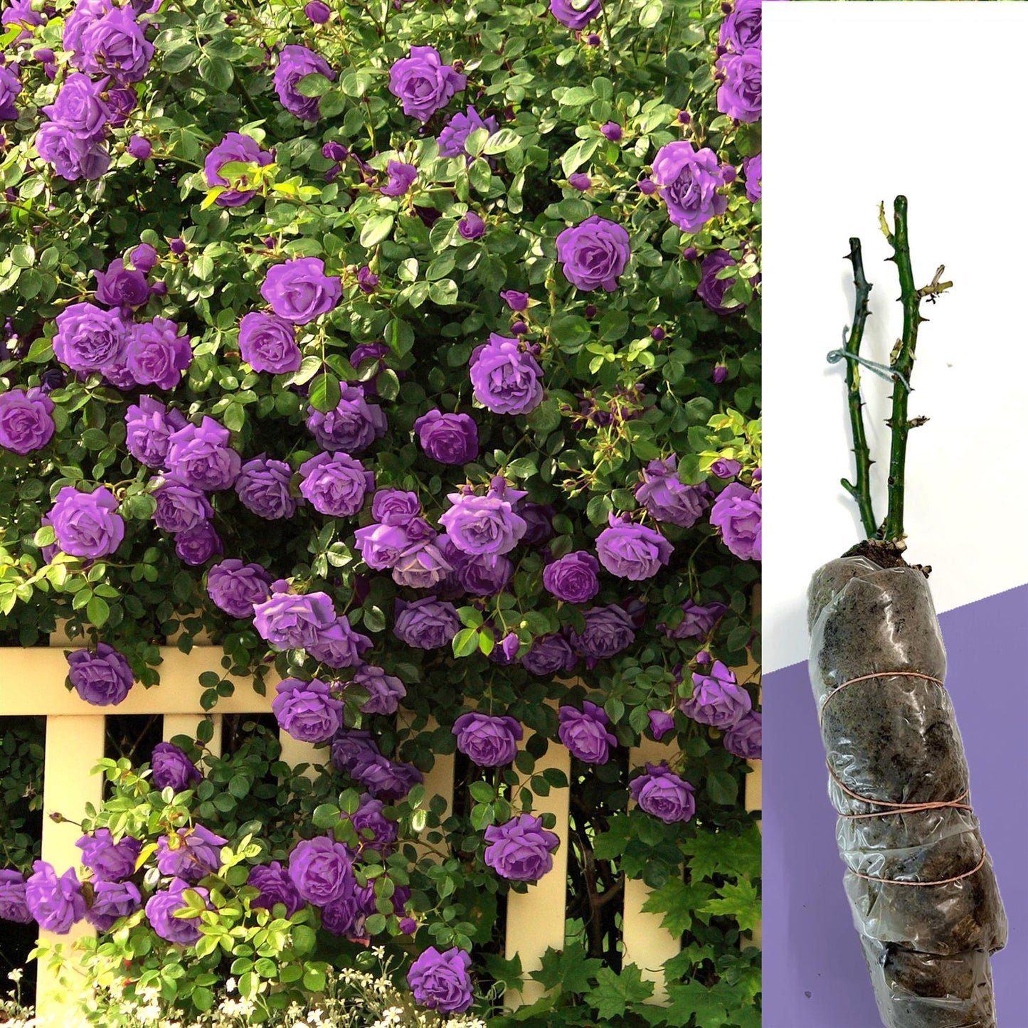 2 CLIMBING ROSE BUSHES PURPLE & WHITE FRAGRANT BARE ROOTED GARDEN PLANT SHRUBS
