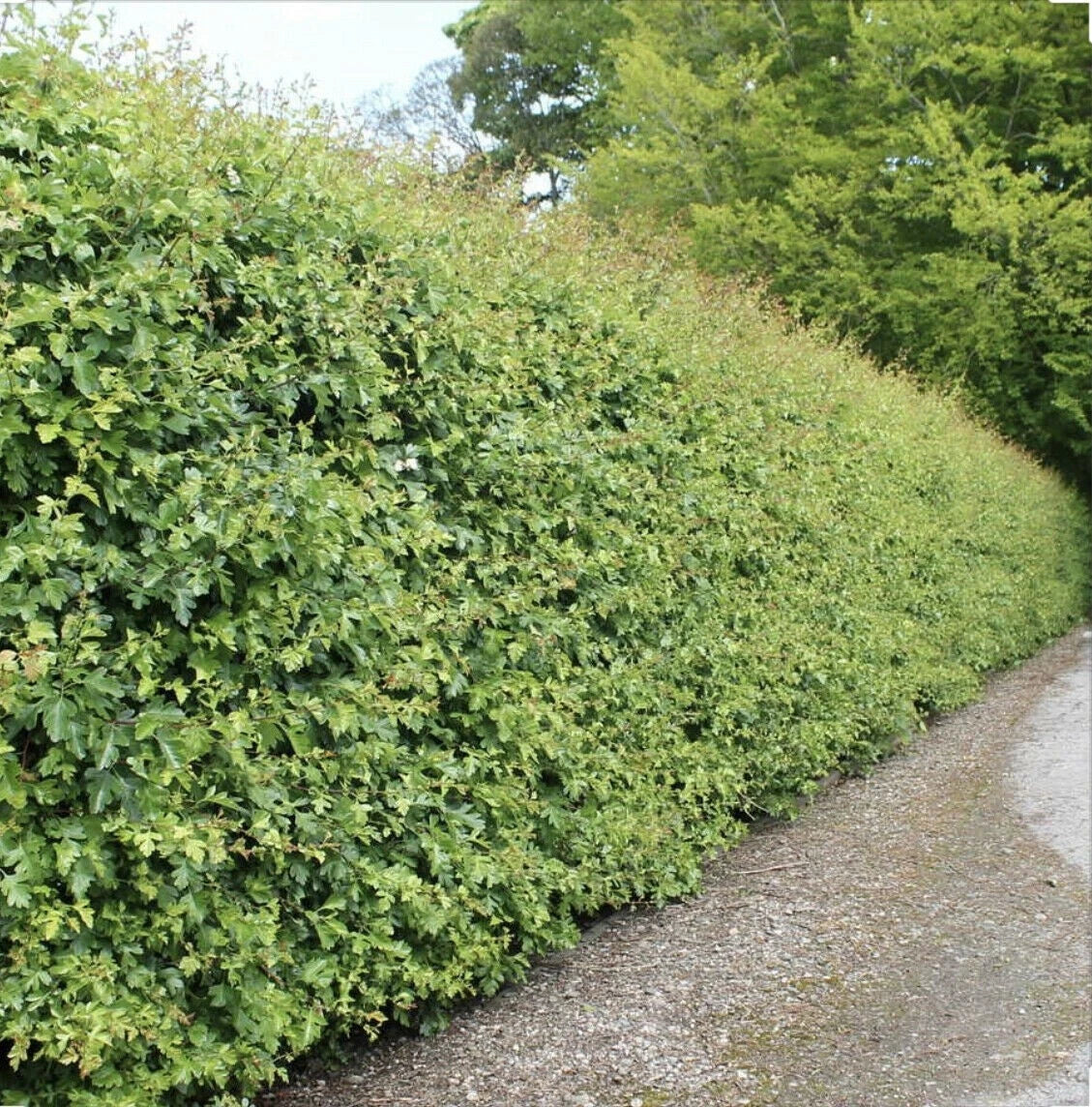 10 x Hawthorn Hedging Plants,Wildlife Friendly 2-3ft In 1L Pots Hawthorne Hedges