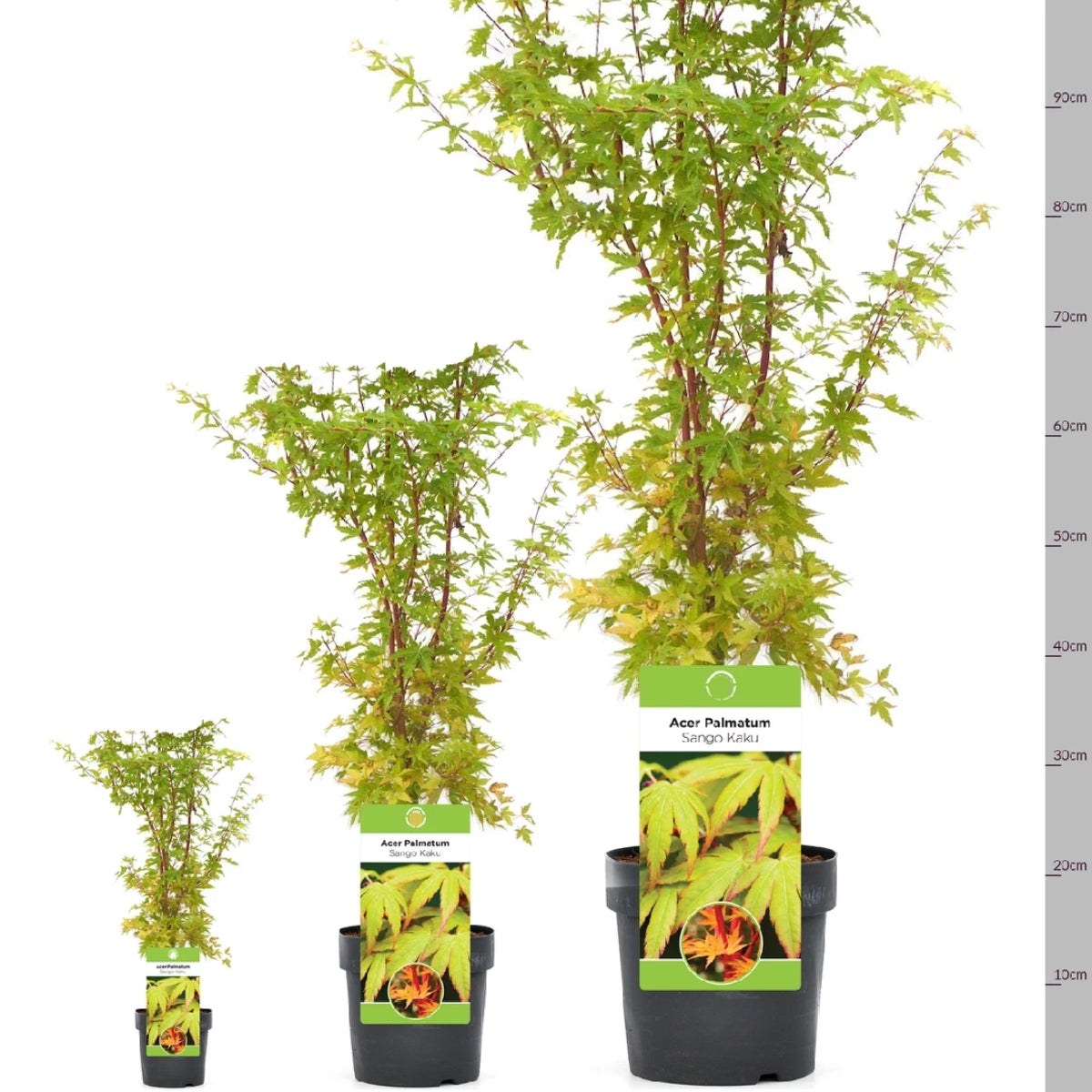 Acer palmatum 'Sango-Kaku' | Japanese Maple Deciduous Garden Plant Tree In Pot