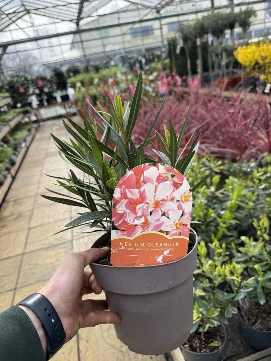 Oleander Plant 3L Pot Mediterranean Flowering Garden Shrub Mix Of Colours