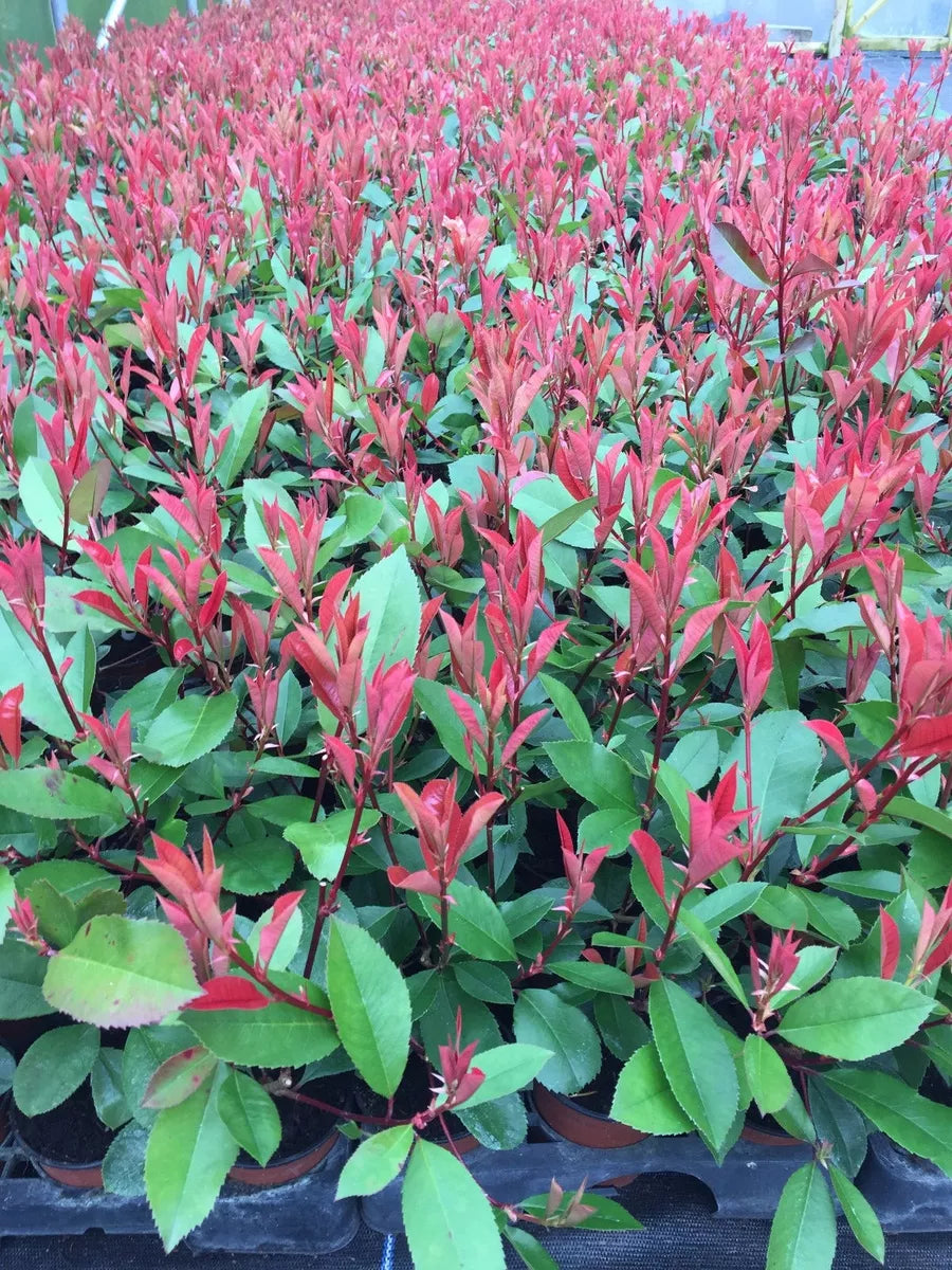 25 Red Robin Hedging Photinia Evergreen Plants Fast Growing 20-40cm Potted