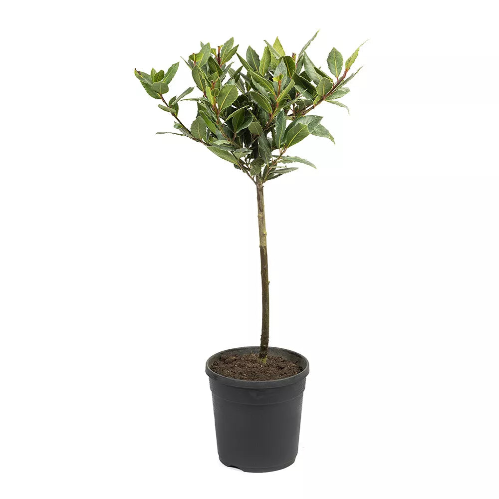 Bay Tree Single Standard Tree 70-80cm Tall - Edible Herb Tree for Patios and Gardens