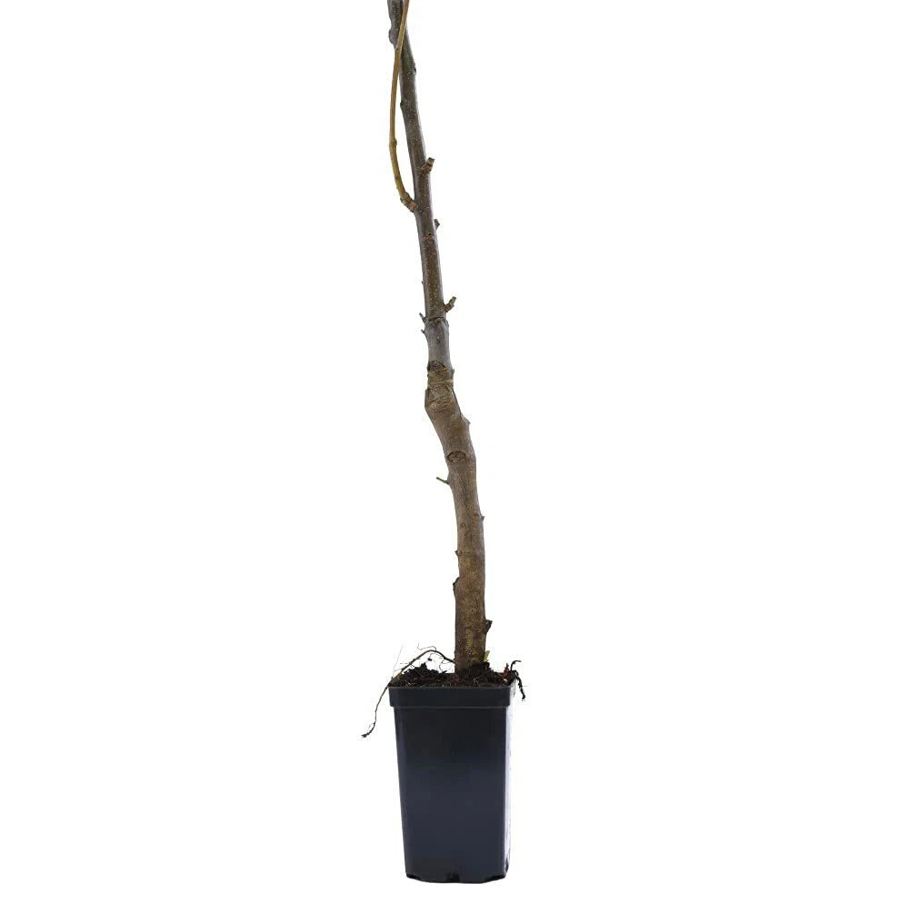 Braeburn Apple Garden Fruit Plant Hardy Tree Easy to Grow Malus 9cm Pot