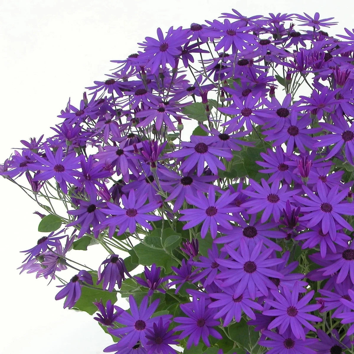 Senetti Deep Blue | Evergreen Perennial Summer Flowering Garden Plant in 2L Pot