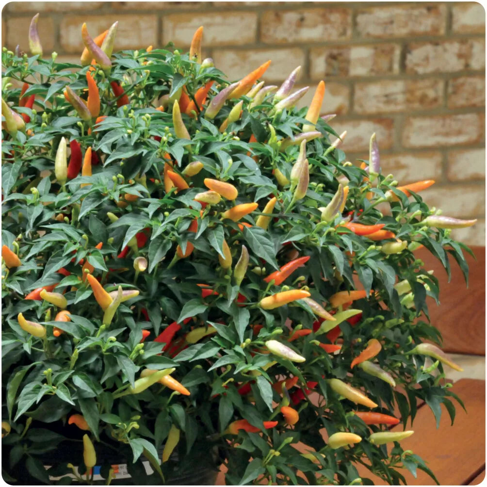 Chilli Pepper 'Hot Basket of Fire' x 3 Plug Plants