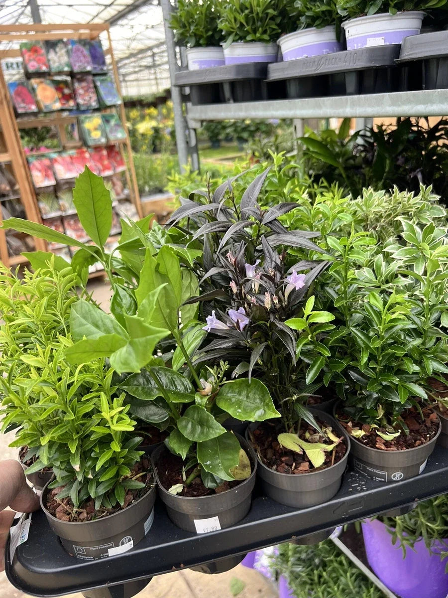 5X MIXED ESTABLISHED GARDEN SHRUBS 9CM POT