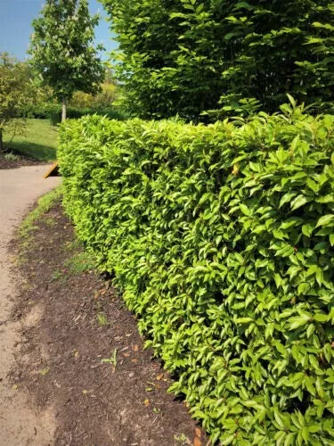 10 Portuguese Laurel Evergreen Hedging Plants 2-3ft Fast Growing 3 Litre Pots